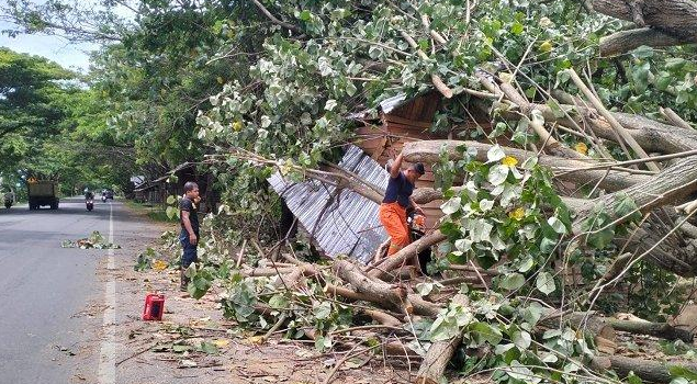 Ditiup Angin Kencang, Pohon Besar Tumbang Timpa Kios Tempel Ban di Sibreh Aceh Besar